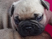 Francuski buldog štenci