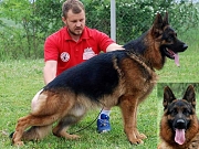 Prodajem štenad NEMAČKOG OVČARA
