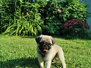 Mops štenci