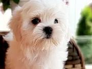 Maltezer i coton de tulear štenci na prodaju
