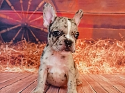 Francuski buldog stenci