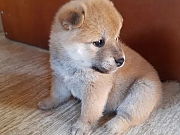 Šiba inu i šar pej štenci na prodaju