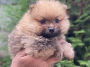POMERANAC (BOO) patuljasti, kompletna dokumentacija