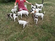 Stenci DZEK RASEL TERIJERA