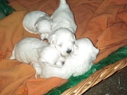 Maltezer