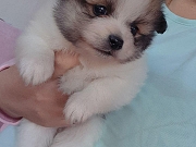 POMERANCI bebe