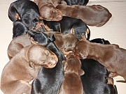 Doberman stenci