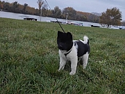 Americka akita
