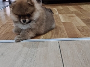 Pomeranac Boo oranž i beli