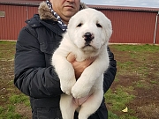 Srednjeazijaski ovčar štenci