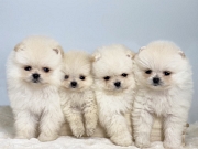 POMERANAC (BOO) čistokrvni, teacup, patuljast