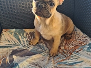 Francuski buldog vrhunski štenci