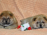 Chow Chow