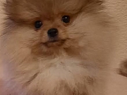 POMERANAC BOO čistokrvni štenci
