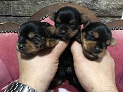 MINI mini jorksirski terijeri - rezervacija