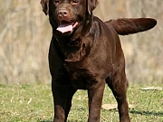 Labrador Retriver štenci