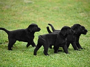 Leglo LABRADORA - BOO ASTORELA