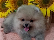 POMERANAC, muško štene
