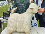 WESTIE stenci - beli patuljci od sampionskih roditelja
