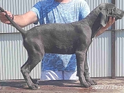 CANE CORSO stenci od 4 meseca