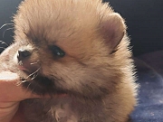 Na prodaju bebe BOO POMERANCA