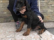Stenci DOBERMANA