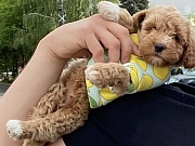 Pudla-Maltipoo