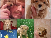 Mini MALTIPOO stenci