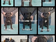 Na prodaju vrhunski stenci CANE CORSO