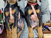 Doberman štenci