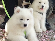 Samojed štenci
