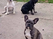 Francuski BULDOG  egzoticne boje