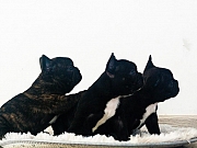 Francuski buldog štenci