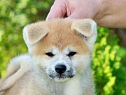 Akita Inu