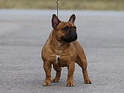 Francuski buldog, štenci