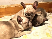 Francuski buldog