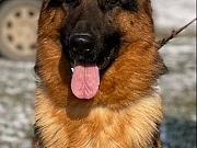 Nemački ovčar
