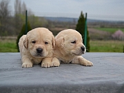 Labrador retriver