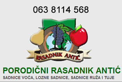 Rasad vocnih sadnica