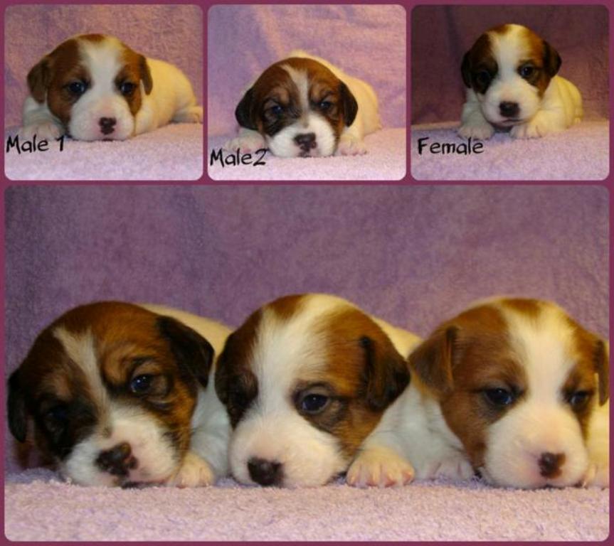 Jack Russell Terrier 