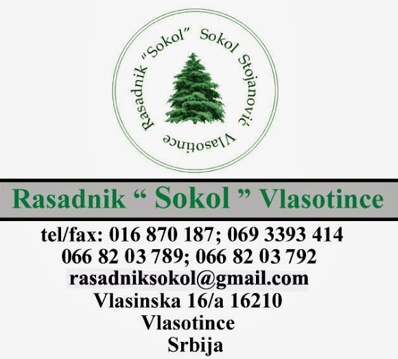 kivi sadnice