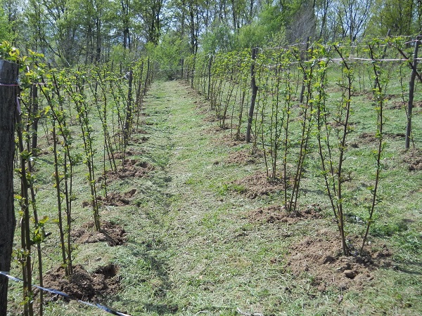 Potrebno 100 radnika za okopavanje maline 1800din.-2500din.