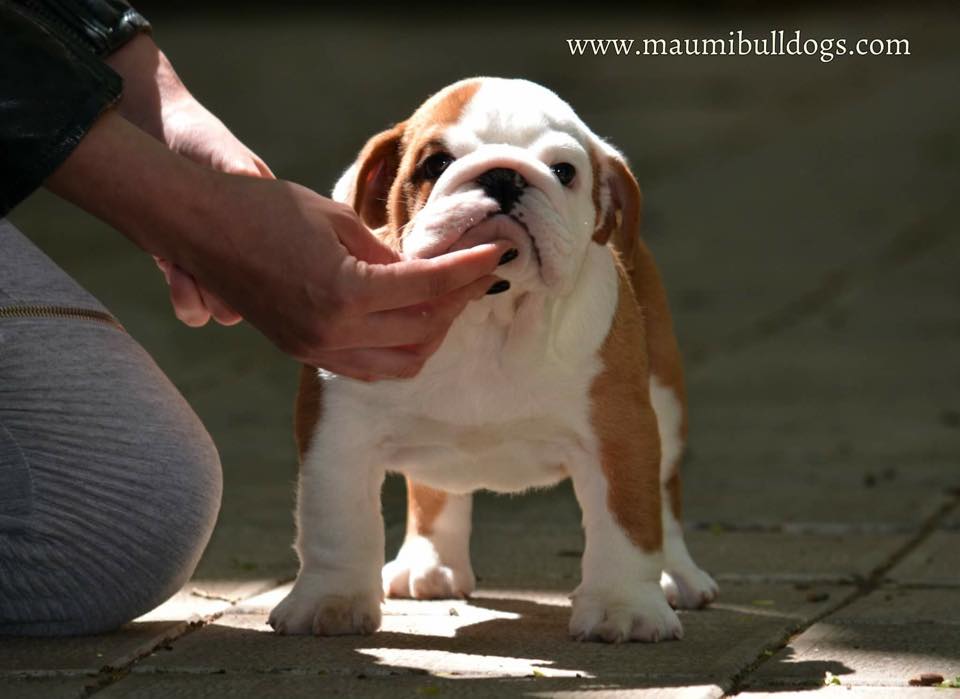 Engleski Buldog