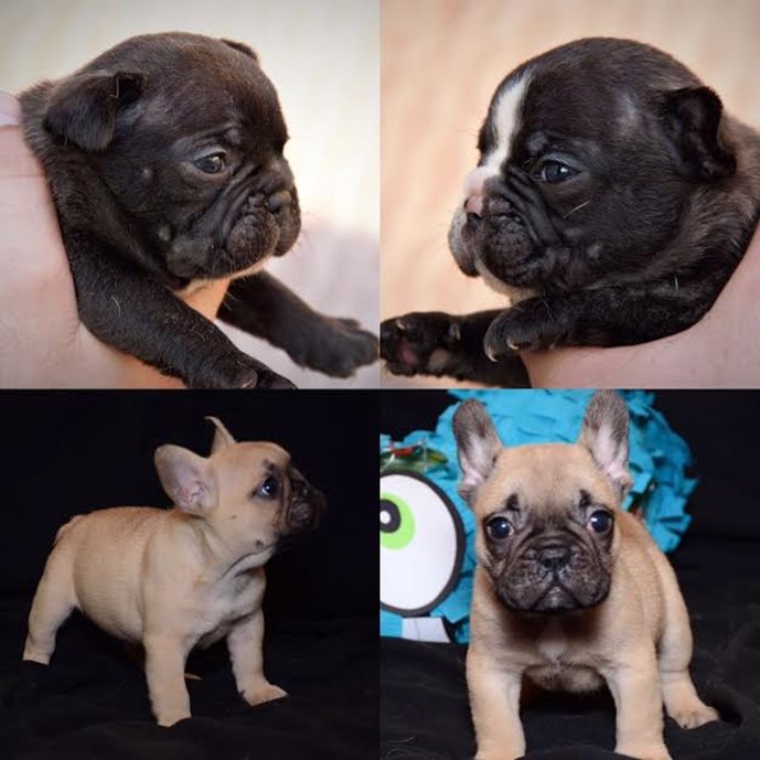 FRANCUSKI BULDOG OD KUCE DON