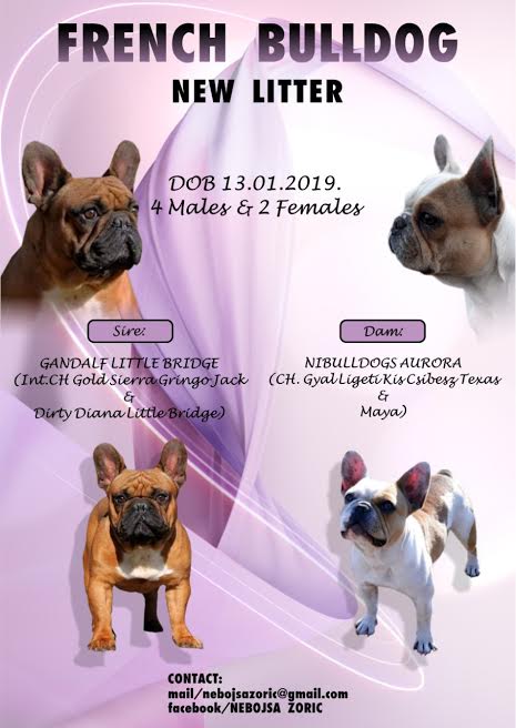 Francuski buldog, muzjak i zenka