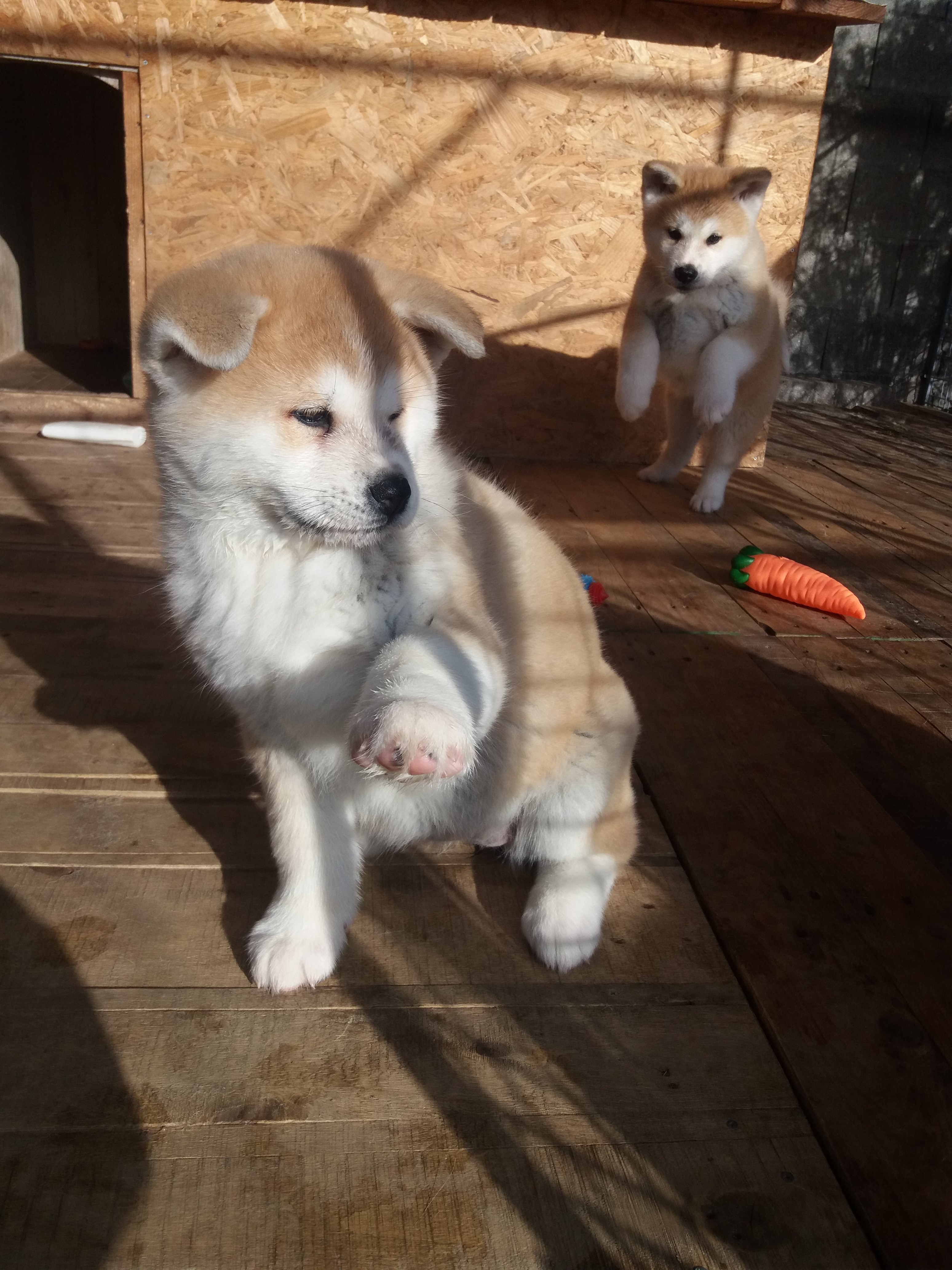 Akita inu,štenci