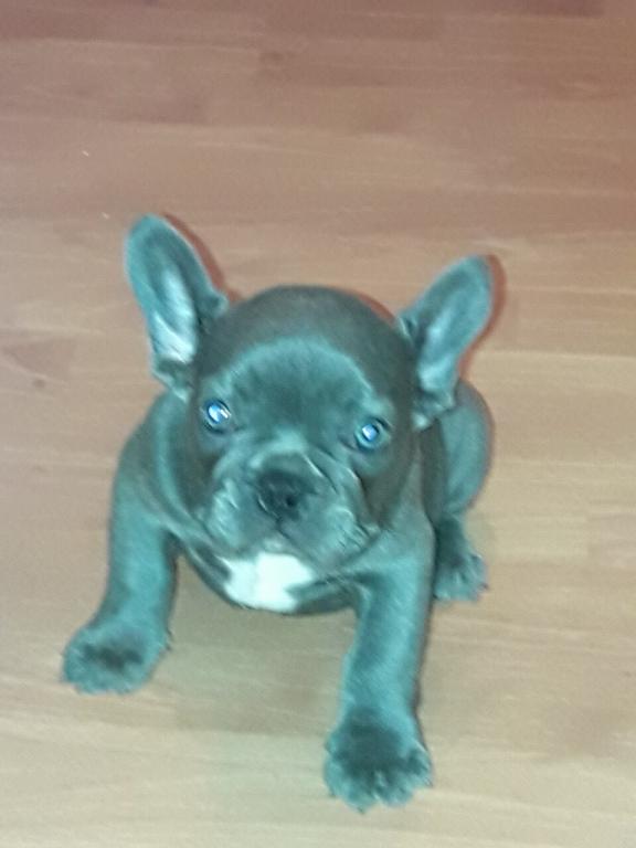 Francuski buldog,plavo musko stene