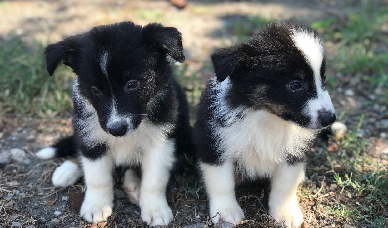 Border koli štenci na prodaju