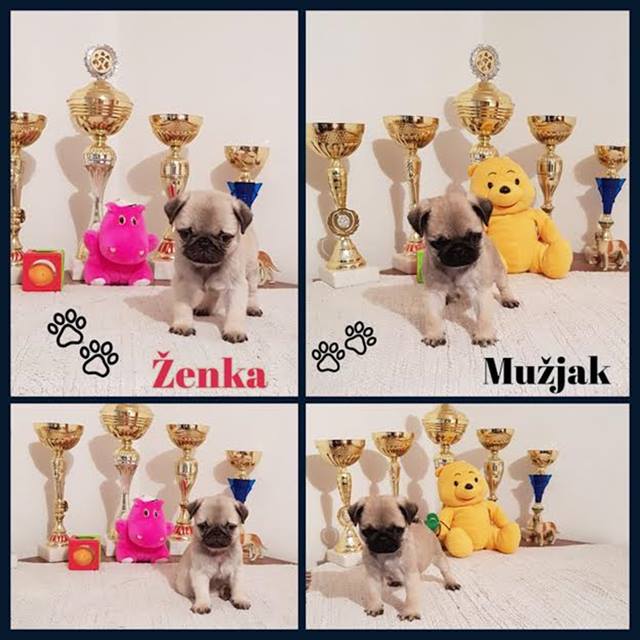 Mops stenci ponuda – zenka i muzjak