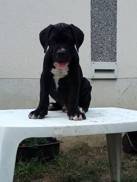 Cane Corso